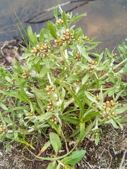 Gnaphalium rossicum
