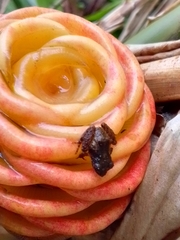 Pristimantis cruentus