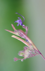 Trichostema laxum