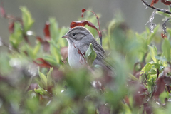 Spizella breweri taverneri