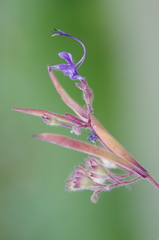 Trichostema laxum
