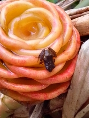 Pristimantis cruentus