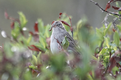 Spizella breweri taverneri