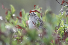 Spizella breweri taverneri