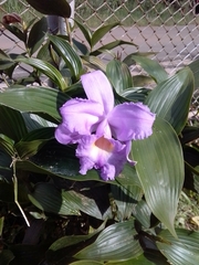 Sobralia macrantha
