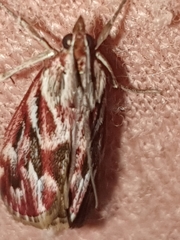 Blepharucha zaide