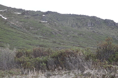 Spizella breweri taverneri