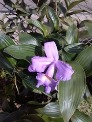 Sobralia macrantha