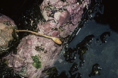 Boltenia ovifera