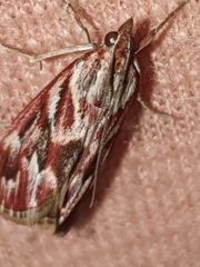 Blepharucha zaide