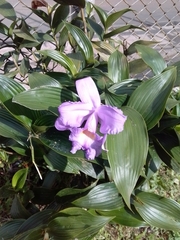 Sobralia macrantha