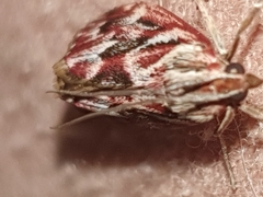 Blepharucha zaide