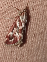 Blepharucha zaide