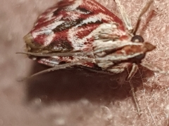 Blepharucha zaide