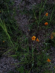 Melampodium linearilobum