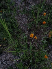 Melampodium linearilobum