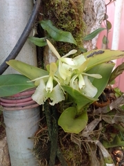 Epidendrum barbeyanum