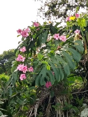 Mandevilla amabilis