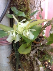 Epidendrum barbeyanum