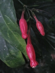 Ruellia angustiflora