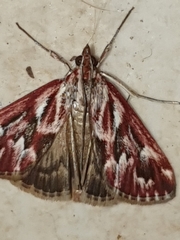Blepharucha zaide