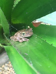 Osteocephalus oophagus