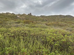 Spizella breweri taverneri