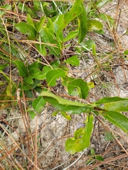 Geobalanus oblongifolius