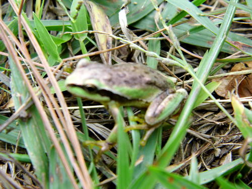 Southern Highland Treefrog, Dryophytes euphorbiaceus