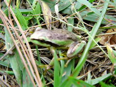 Hyla euphorbiacea