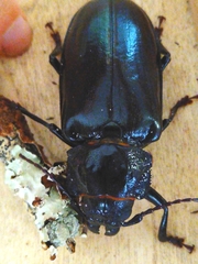 Archodontes melanopus
