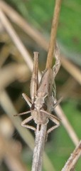 Pseudochorthippus curtipennis