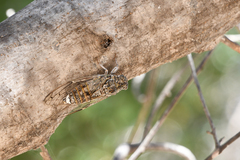 Cicada cretensis