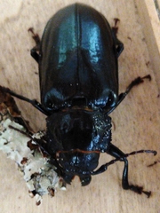 Archodontes melanopus