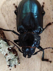 Archodontes melanopus
