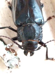 Archodontes melanopus