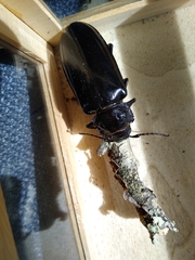 Archodontes melanopus