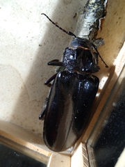 Archodontes melanopus