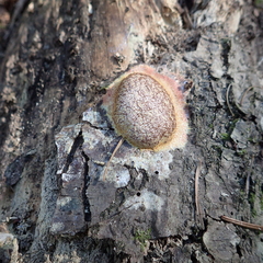 Fuligo septica rosea