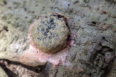 Fuligo septica rosea