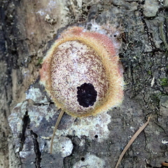 Fuligo septica rosea