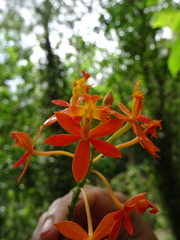 Epidendrum ibaguense