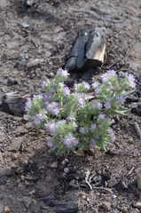 Phacelia linearis