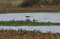 Microcarbo africanus