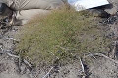 Eriogonum hirtiflorum