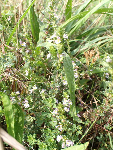 Euphrasia confusa, photograph 3