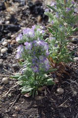 Phacelia linearis