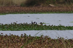 Microcarbo africanus