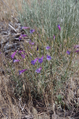 Penstemon roezlii
