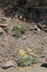 Eriogonum compositum